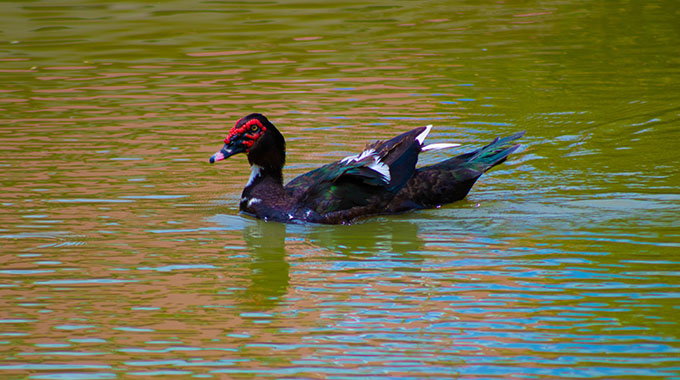 Wildlife Photography
